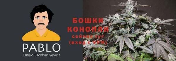прущие грибы Горняк
