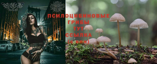 прущие грибы Горняк