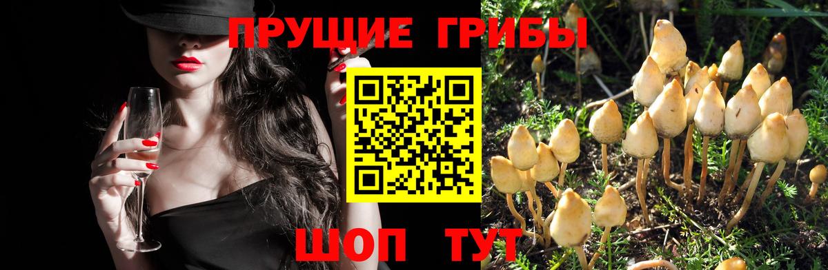 закладка  Вход с VPN  Избербаш  Галлюциногенные грибы Magic Shrooms 